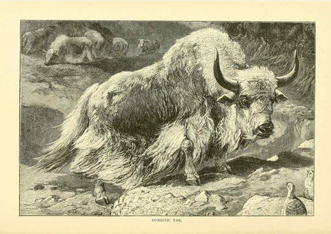 Reproducción/Reproduction 6103907460: The royal natural history. v2. sect.3 London,F. Warne,1893-1896