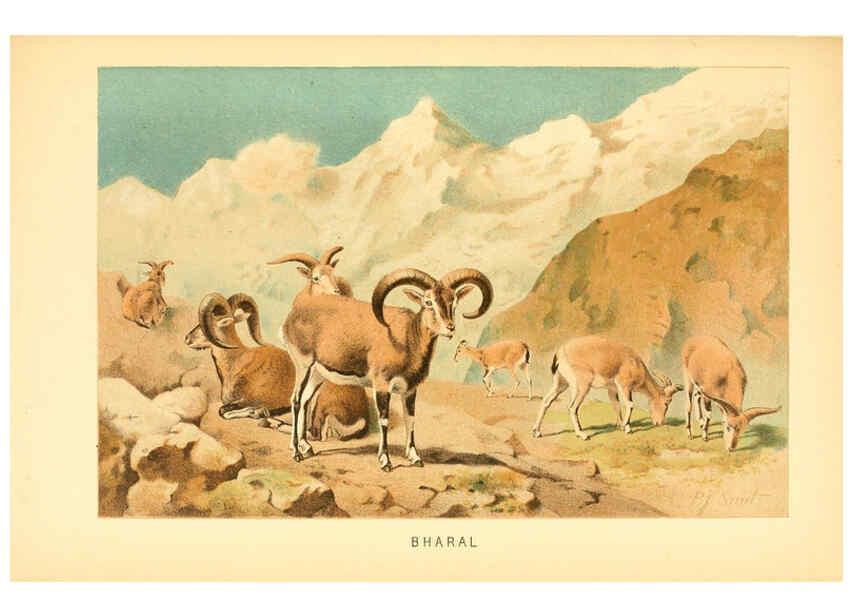 Reproducción/Reproduction 6103908006: The royal natural history. v2. sect.3 London,F. Warne,1893-1896