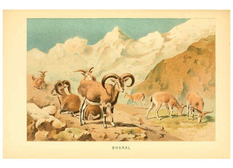 Reproducción/Reproduction 6103908006: The royal natural history. v2. sect.3 London,F. Warne,1893-1896