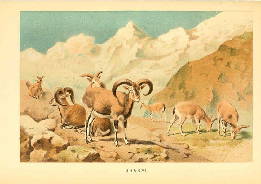 Reproducción/Reproduction 6103908006: The royal natural history. v2. sect.3 London,F. Warne,1893-1896