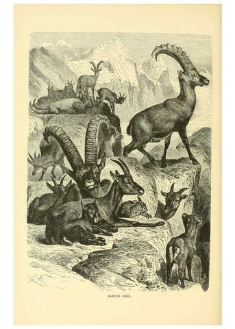 Reproducción/Reproduction 6103908254: The royal natural history. v2. sect.3 London,F. Warne,1893-1896