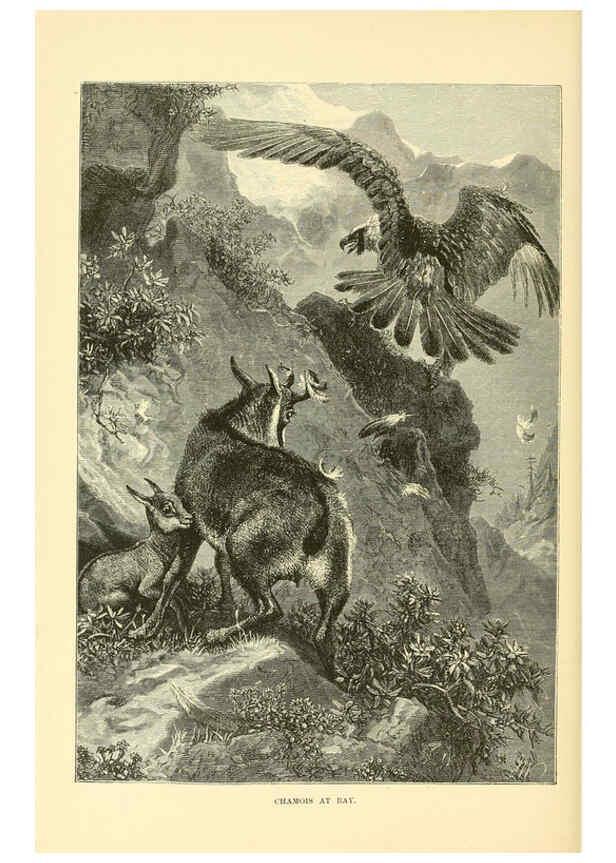 Reproducción/Reproduction 6103908480: The royal natural history. v2. sect.3 London,F. Warne,1893-1896