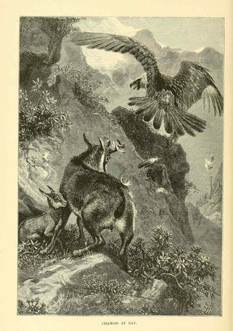 Reproducción/Reproduction 6103908480: The royal natural history. v2. sect.3 London,F. Warne,1893-1896