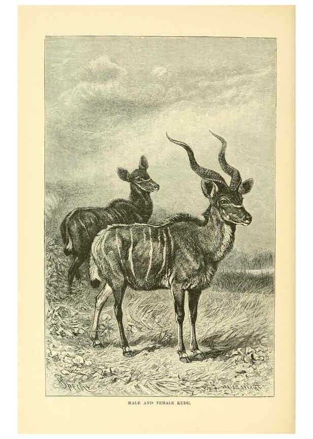 Reproducción/Reproduction 6103361597: The royal natural history. v2. sect.3 London,F. Warne,1893-1896