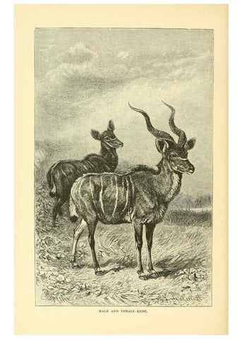 Reproducción/Reproduction 6103361597: The royal natural history. v2. sect.3 London,F. Warne,1893-1896