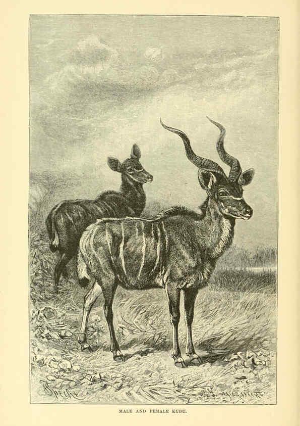 Reproducción/Reproduction 6103361597: The royal natural history. v2. sect.3 London,F. Warne,1893-1896