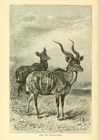Reproducción/Reproduction 6103361597: The royal natural history. v2. sect.3 London,F. Warne,1893-1896