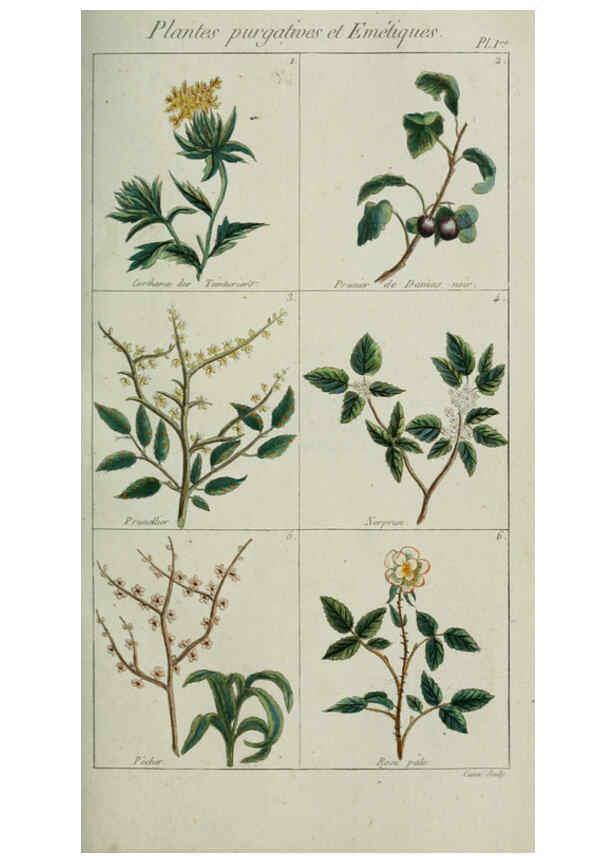 Reproducción/Reproduction 6103986078: Plantes usuelles, indigènes et exotiques Paris :Duprat-Duverger,1809