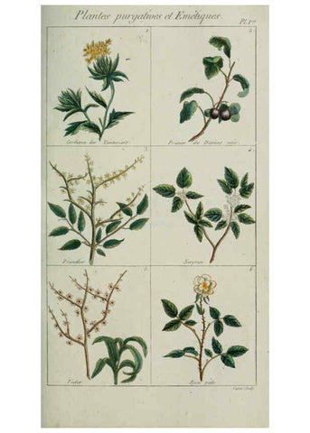 Reproducción/Reproduction 6103986078: Plantes usuelles, indigènes et exotiques Paris :Duprat-Duverger,1809