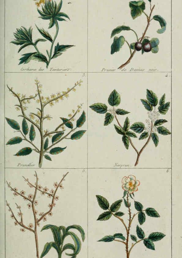 Reproducción/Reproduction 6103986078: Plantes usuelles, indigènes et exotiques Paris :Duprat-Duverger,1809