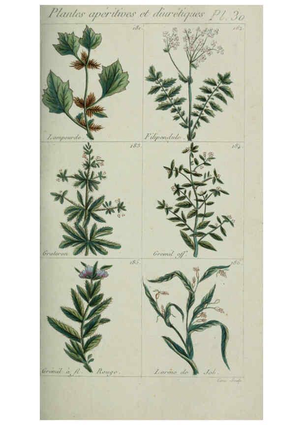 Reproducción/Reproduction 6103448263: Plantes usuelles, indigènes et exotiques Paris :Duprat-Duverger,1809