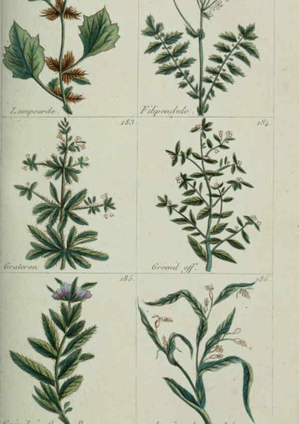 Reproducción/Reproduction 6103448263: Plantes usuelles, indigènes et exotiques Paris :Duprat-Duverger,1809
