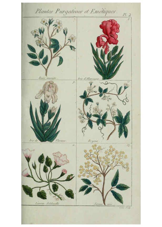 Reproducción/Reproduction 6103438851: Plantes usuelles, indigènes et exotiques Paris :Duprat-Duverger,1809