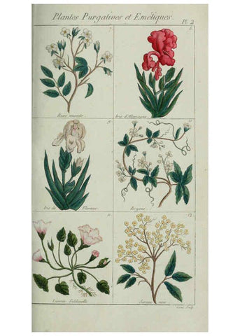 Reproducción/Reproduction 6103438851: Plantes usuelles, indigènes et exotiques Paris :Duprat-Duverger,1809