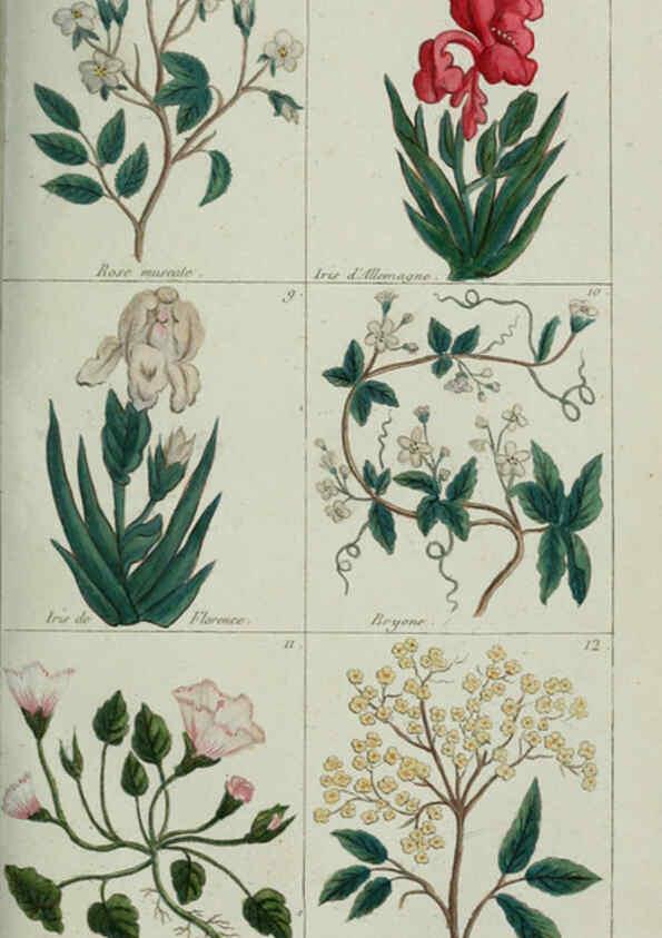 Reproducción/Reproduction 6103438851: Plantes usuelles, indigènes et exotiques Paris :Duprat-Duverger,1809