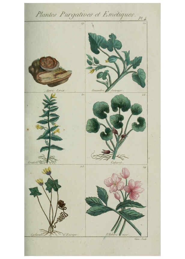 Reproducción/Reproduction 6103986944: Plantes usuelles, indigènes et exotiques Paris :Duprat-Duverger,1809