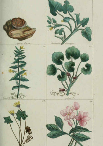 Reproducción/Reproduction 6103986944: Plantes usuelles, indigènes et exotiques Paris :Duprat-Duverger,1809