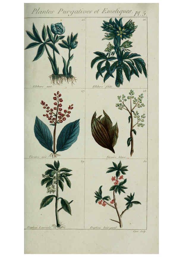 Reproducción/Reproduction 6103987170: Plantes usuelles, indigènes et exotiques Paris :Duprat-Duverger,1809