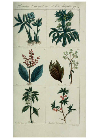 Reproducción/Reproduction 6103987170: Plantes usuelles, indigènes et exotiques Paris :Duprat-Duverger,1809