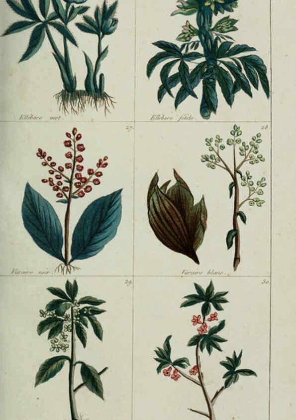 Reproducción/Reproduction 6103987170: Plantes usuelles, indigènes et exotiques Paris :Duprat-Duverger,1809