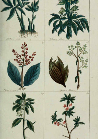 Reproducción/Reproduction 6103987170: Plantes usuelles, indigènes et exotiques Paris :Duprat-Duverger,1809