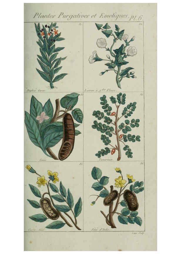 Reproducción/Reproduction 6103440047: Plantes usuelles, indigènes et exotiques Paris :Duprat-Duverger,1809