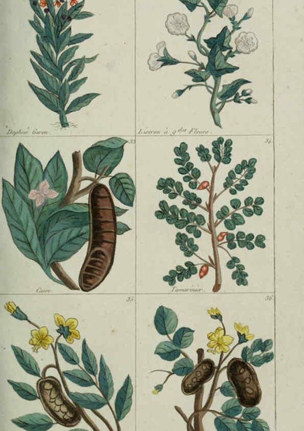 Reproducción/Reproduction 6103440047: Plantes usuelles, indigènes et exotiques Paris :Duprat-Duverger,1809