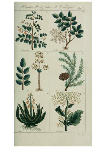 Reproducción/Reproduction 6103440419: Plantes usuelles, indigènes et exotiques Paris :Duprat-Duverger,1809