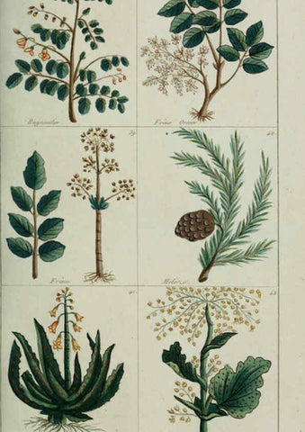Reproducción/Reproduction 6103440419: Plantes usuelles, indigènes et exotiques Paris :Duprat-Duverger,1809