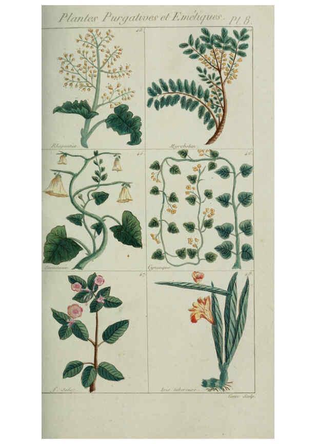 Reproducción/Reproduction 6103988122: Plantes usuelles, indigènes et exotiques Paris :Duprat-Duverger,1809
