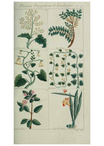 Reproducción/Reproduction 6103988122: Plantes usuelles, indigènes et exotiques Paris :Duprat-Duverger,1809
