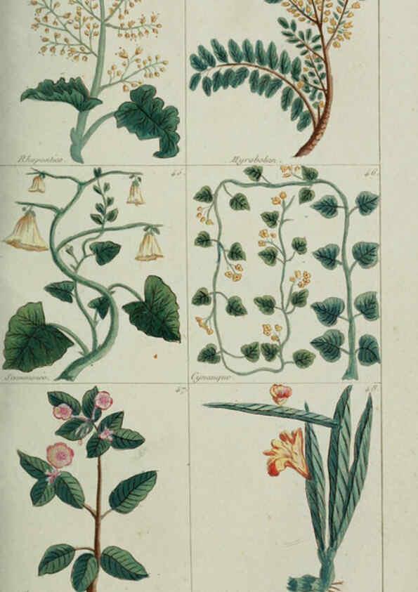 Reproducción/Reproduction 6103988122: Plantes usuelles, indigènes et exotiques Paris :Duprat-Duverger,1809