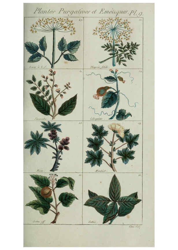 Reproducción/Reproduction 6103988600: Plantes usuelles, indigènes et exotiques Paris :Duprat-Duverger,1809