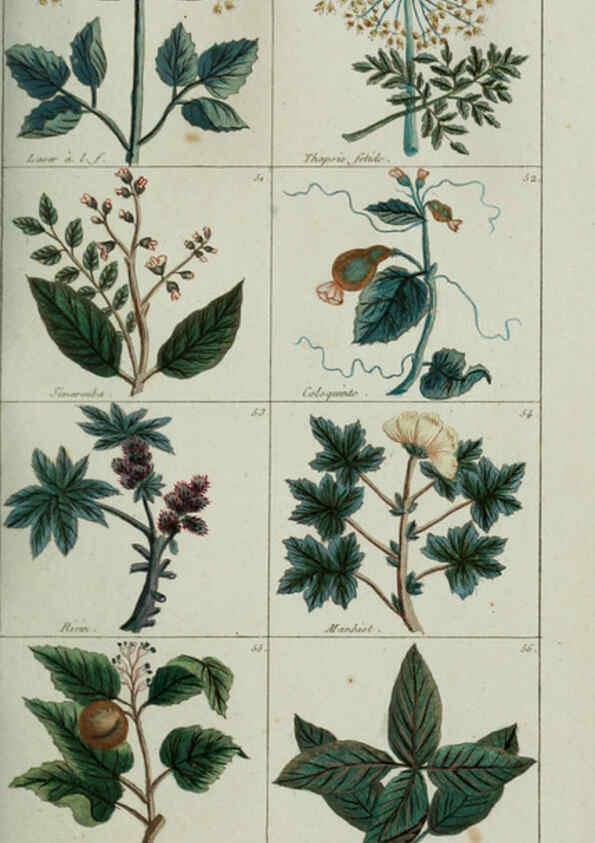 Reproducción/Reproduction 6103988600: Plantes usuelles, indigènes et exotiques Paris :Duprat-Duverger,1809