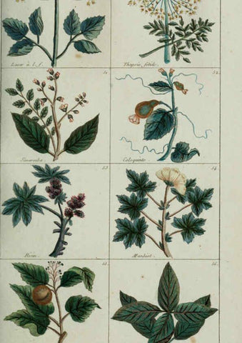 Reproducción/Reproduction 6103988600: Plantes usuelles, indigènes et exotiques Paris :Duprat-Duverger,1809