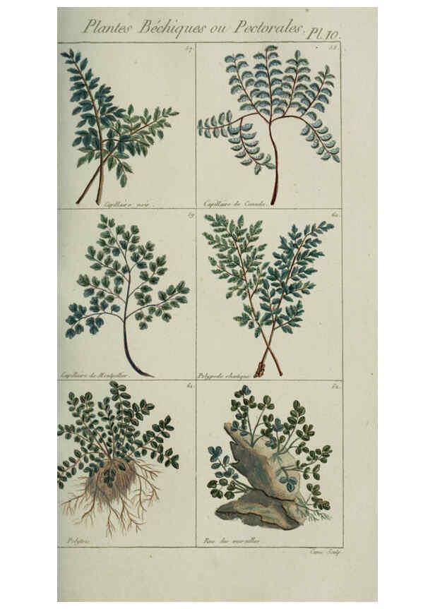 Reproducción/Reproduction 6103441403: Plantes usuelles, indigènes et exotiques Paris :Duprat-Duverger,1809
