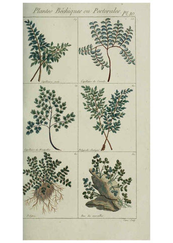 Reproducción/Reproduction 6103441403: Plantes usuelles, indigènes et exotiques Paris :Duprat-Duverger,1809