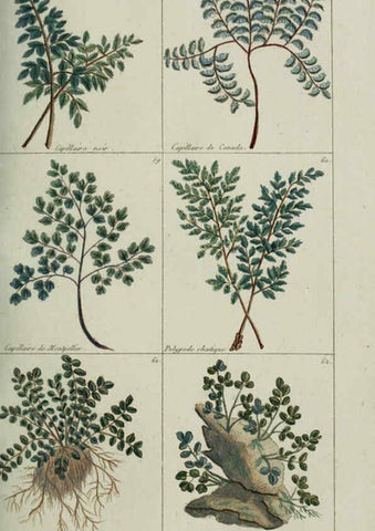Reproducción/Reproduction 6103441403: Plantes usuelles, indigènes et exotiques Paris :Duprat-Duverger,1809