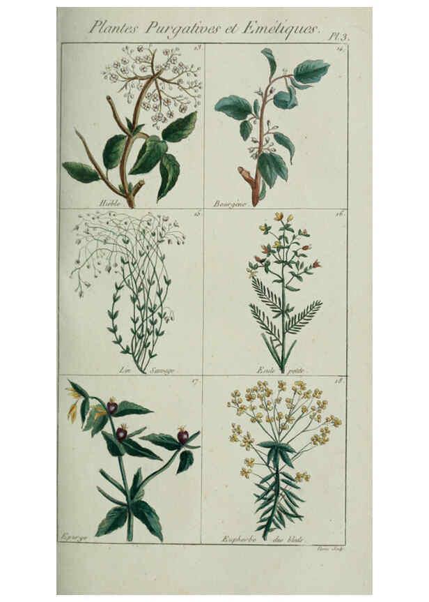Reproducción/Reproduction 6103439331: Plantes usuelles, indigènes et exotiques Paris :Duprat-Duverger,1809