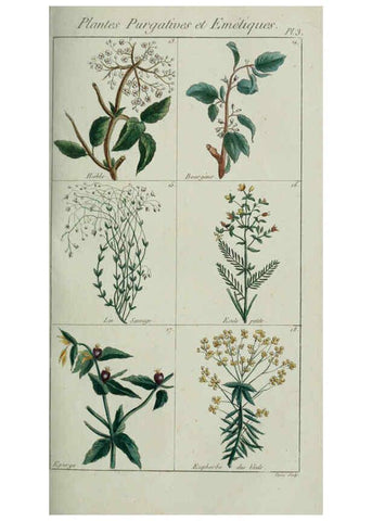 Reproducción/Reproduction 6103439331: Plantes usuelles, indigènes et exotiques Paris :Duprat-Duverger,1809