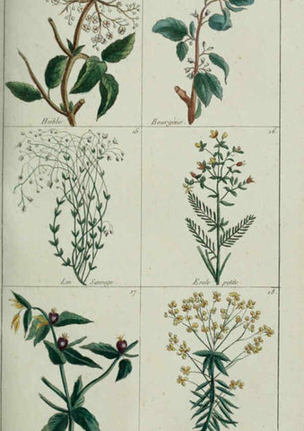 Reproducción/Reproduction 6103439331: Plantes usuelles, indigènes et exotiques Paris :Duprat-Duverger,1809