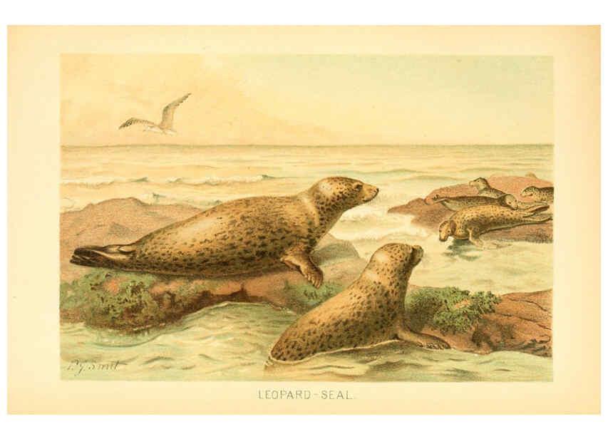 Reproducción/Reproduction 6103906972: The royal natural history. v2. sect.3 London,F. Warne,1893-1896