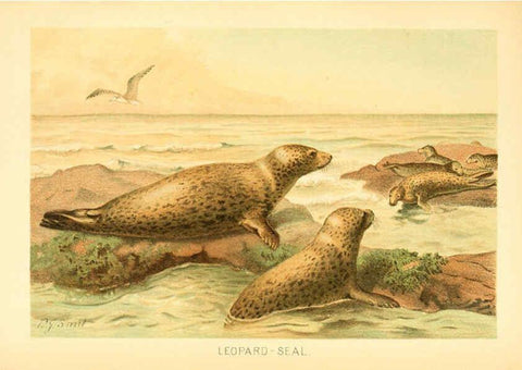 Reproducción/Reproduction 6103906972: The royal natural history. v2. sect.3 London,F. Warne,1893-1896