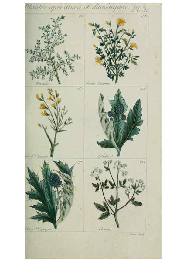 Reproducción/Reproduction 6103448457: Plantes usuelles, indigènes et exotiques Paris :Duprat-Duverger,1809