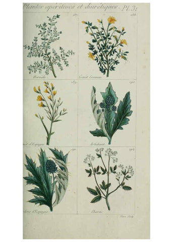 Reproducción/Reproduction 6103448457: Plantes usuelles, indigènes et exotiques Paris :Duprat-Duverger,1809