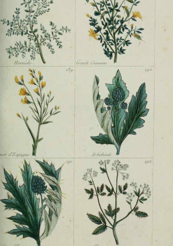 Reproducción/Reproduction 6103448457: Plantes usuelles, indigènes et exotiques Paris :Duprat-Duverger,1809
