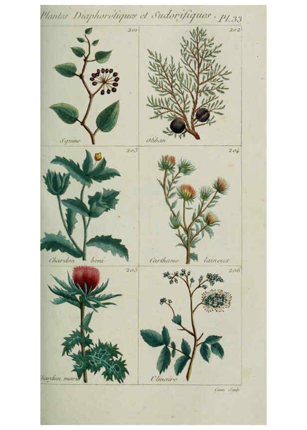 Reproducción/Reproduction 6103449107: Plantes usuelles, indigènes et exotiques Paris :Duprat-Duverger,1809