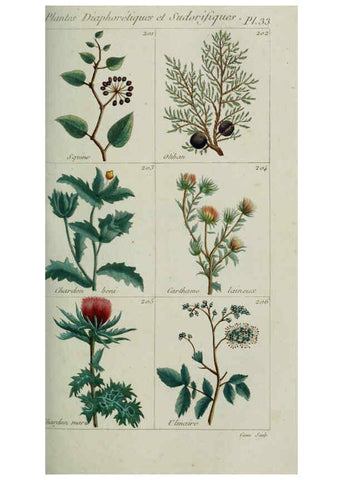 Reproducción/Reproduction 6103449107: Plantes usuelles, indigènes et exotiques Paris :Duprat-Duverger,1809