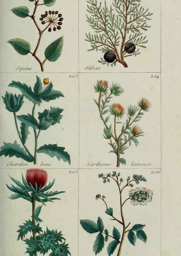 Reproducción/Reproduction 6103449107: Plantes usuelles, indigènes et exotiques Paris :Duprat-Duverger,1809