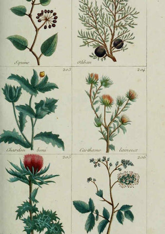 Reproducción/Reproduction 6103449107: Plantes usuelles, indigènes et exotiques Paris :Duprat-Duverger,1809